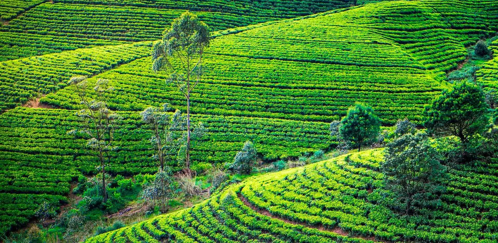 Nuwara Eliya - Image 2
